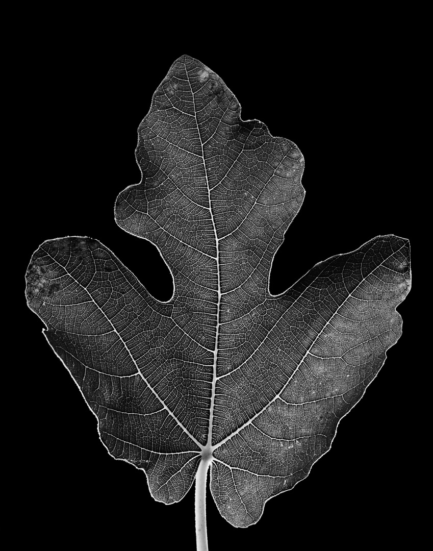 Fig Leaf 